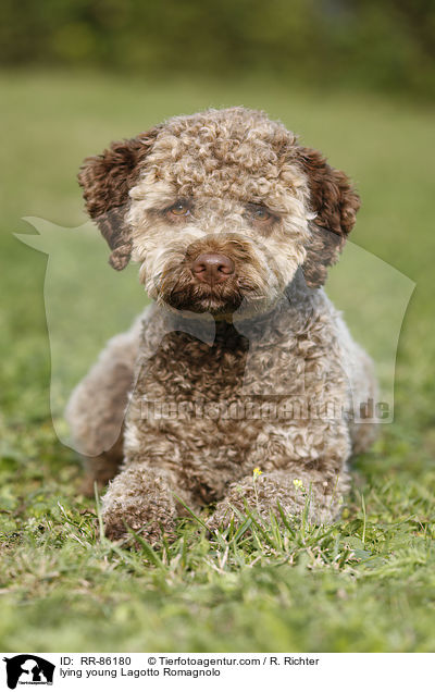 liegender junger Lagotto Romagnolo / lying young Lagotto Romagnolo / RR-86180