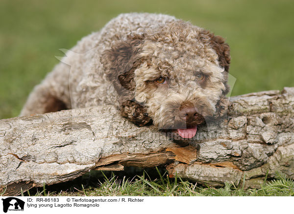 liegender junger Lagotto Romagnolo / lying young Lagotto Romagnolo / RR-86183