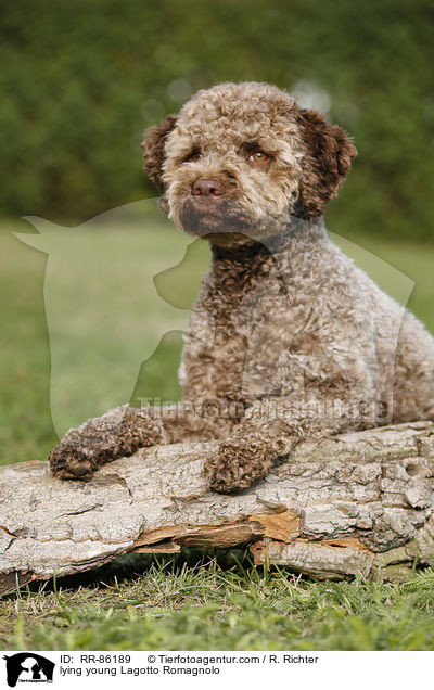 liegender junger Lagotto Romagnolo / lying young Lagotto Romagnolo / RR-86189