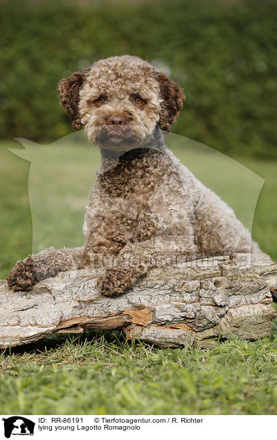 liegender junger Lagotto Romagnolo / lying young Lagotto Romagnolo / RR-86191