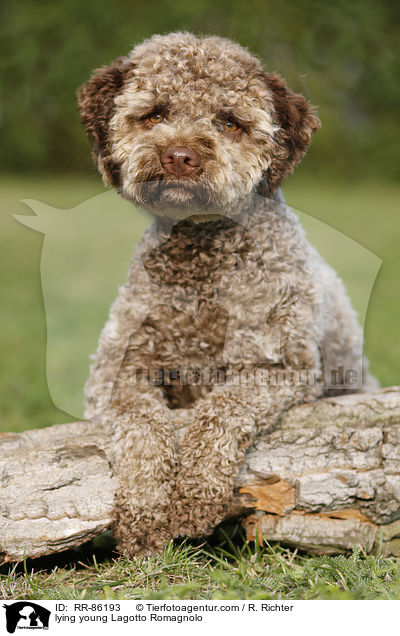 liegender junger Lagotto Romagnolo / lying young Lagotto Romagnolo / RR-86193