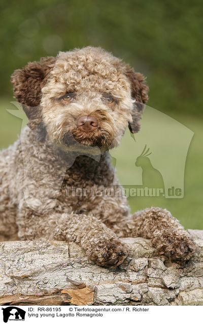 liegender junger Lagotto Romagnolo / lying young Lagotto Romagnolo / RR-86195