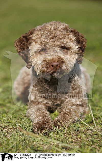 liegender junger Lagotto Romagnolo / lying young Lagotto Romagnolo / RR-86203