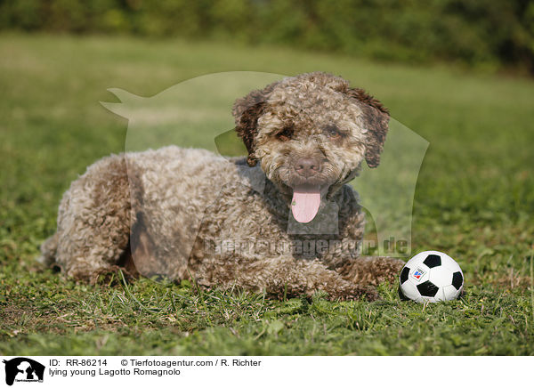 liegender junger Lagotto Romagnolo / lying young Lagotto Romagnolo / RR-86214