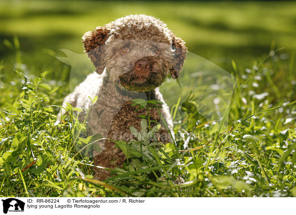 liegender junger Lagotto Romagnolo / lying young Lagotto Romagnolo / RR-86224