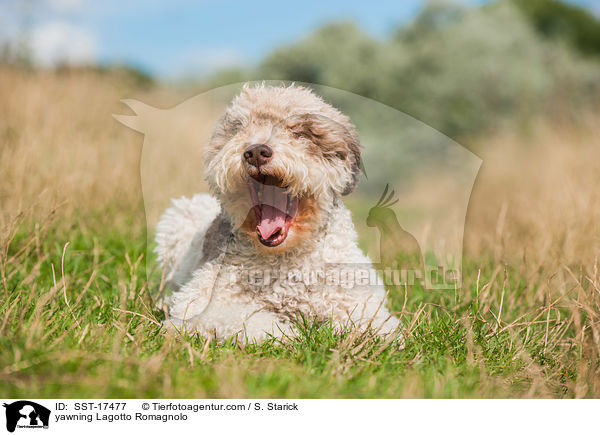 ghnender Lagotto Romagnolo / yawning Lagotto Romagnolo / SST-17477