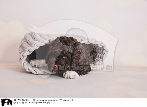 liegender Lagotto Romagnolo Welpe / lying Lagotto Romagnolo Puppy / YJ-15306