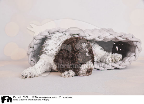 liegender Lagotto Romagnolo Welpe / lying Lagotto Romagnolo Puppy / YJ-15308