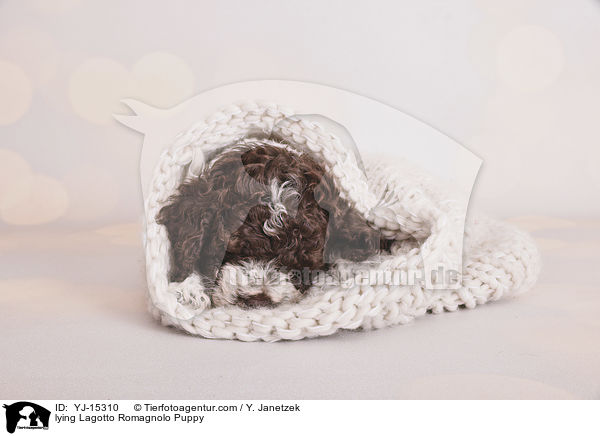 liegender Lagotto Romagnolo Welpe / lying Lagotto Romagnolo Puppy / YJ-15310