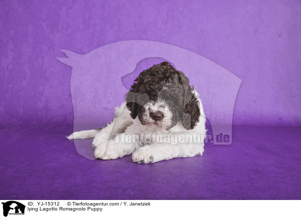 liegender Lagotto Romagnolo Welpe / lying Lagotto Romagnolo Puppy / YJ-15312