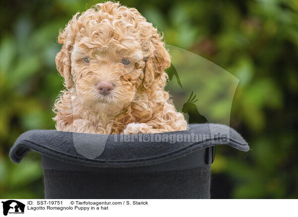 Lagotto Romagnolo Welpe im Hut / Lagotto Romagnolo Puppy in a hat / SST-19751