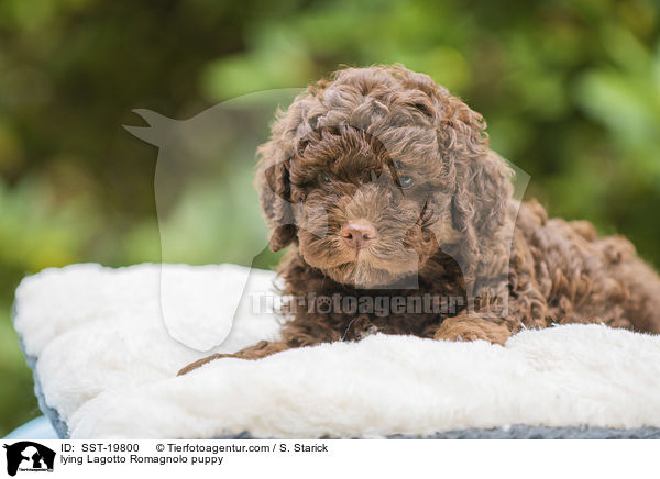 liegender Lagotto Romagnolo Welpe / lying Lagotto Romagnolo puppy / SST-19800