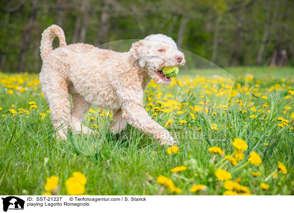 spielender Lagotto Romagnolo / playing Lagotto Romagnolo / SST-21227
