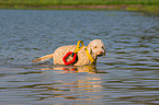Lagotto Romagnolo in the water