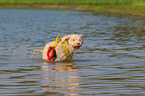 Lagotto Romagnolo in the water