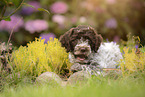 Lagotto Romagnolo puppy