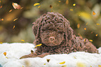 lying Lagotto Romagnolo puppy