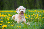 lying Lagotto Romagnolo