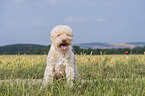 male Lagotto Romagnolo