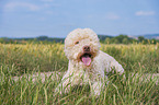 male Lagotto Romagnolo