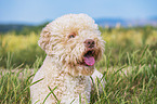 male Lagotto Romagnolo