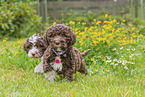 Lagotto Romagnolo Puppys