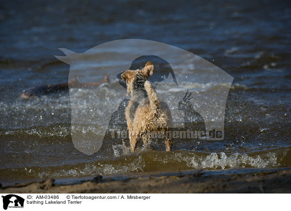 bathing Lakeland Terrier / AM-03486
