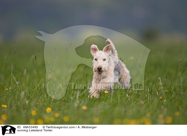 rennender Lakeland Terrier / running Lakeland Terrier / AM-03490