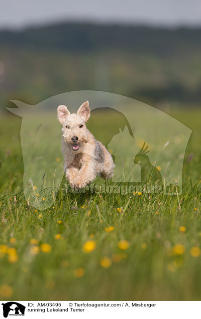 running Lakeland Terrier / AM-03495