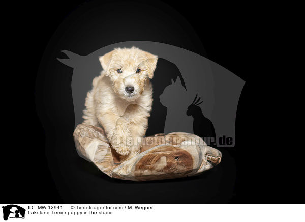 Lakeland Terrier Welpe im Studio / Lakeland Terrier puppy in the studio / MW-12941