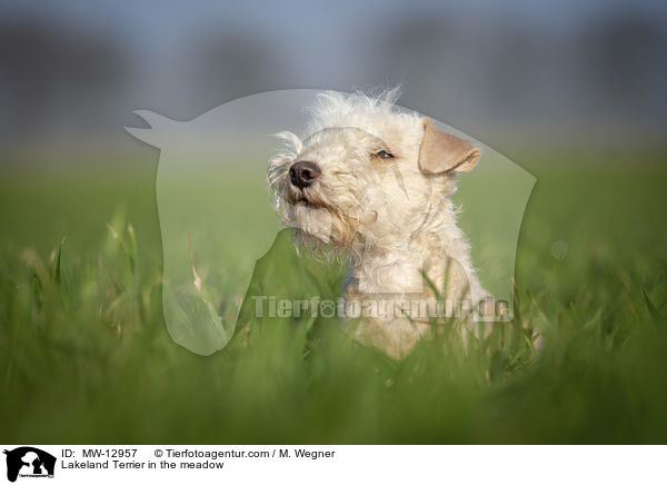 Lakeland Terrier in the meadow / MW-12957