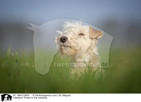 Lakeland Terrier in the meadow / MW-12958