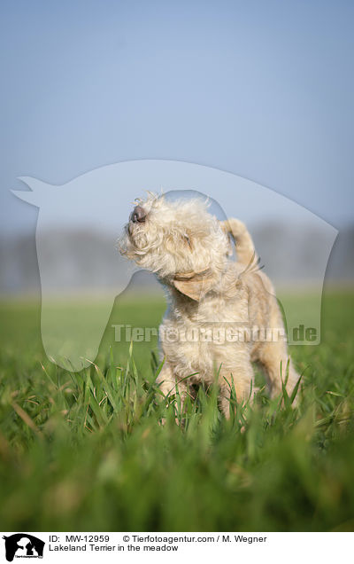Lakeland Terrier in the meadow / MW-12959