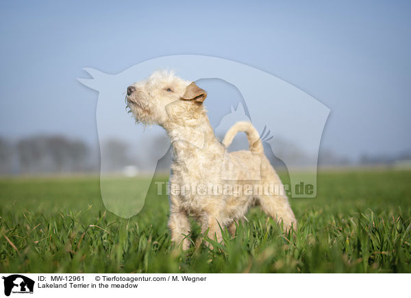 Lakeland Terrier in the meadow / MW-12961