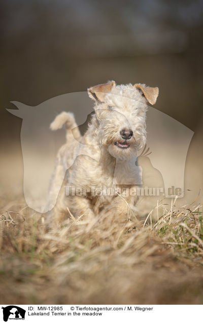 Lakeland Terrier in the meadow / MW-12985
