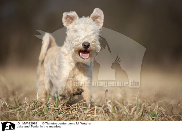 Lakeland Terrier in the meadow / MW-12988