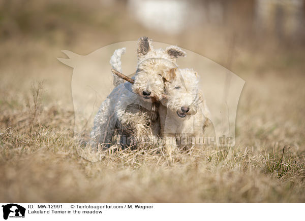 Lakeland Terrier in the meadow / MW-12991