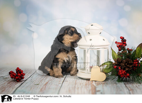 Lakeland Terrier Puppy / ALS-01246