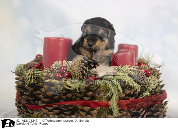 Lakeland Terrier Puppy / ALS-01247