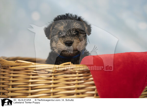 Lakeland Terrier Puppy / ALS-01254
