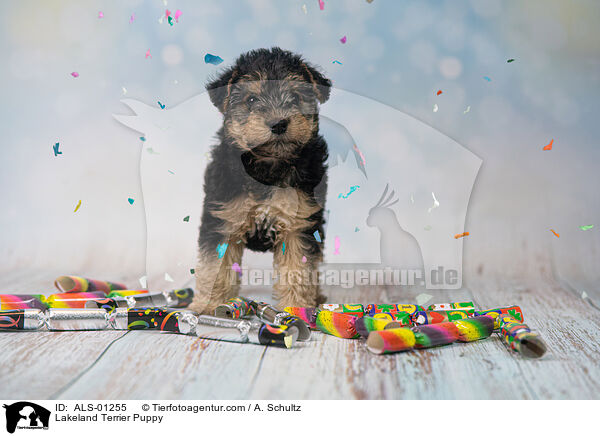 Lakeland Terrier Puppy / ALS-01255