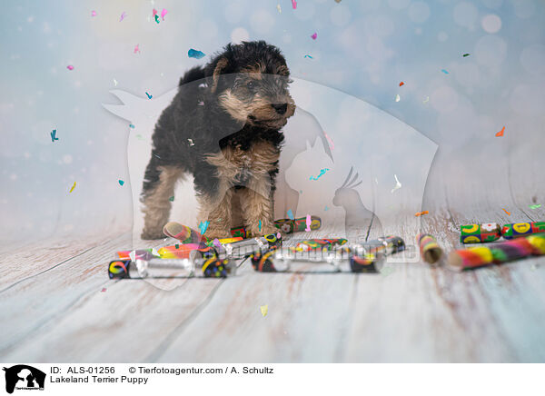 Lakeland Terrier Puppy / ALS-01256