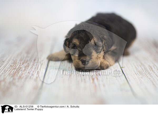 Lakeland Terrier Puppy / ALS-01258