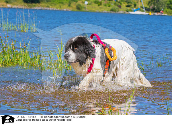 Landseer is trained as a water rescue dog / SST-18464