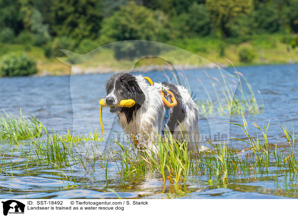 Landseer is trained as a water rescue dog / SST-18492