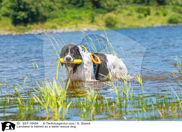 Landseer is trained as a water rescue dog / SST-18494