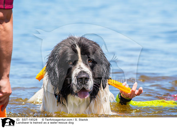 Landseer is trained as a water rescue dog / SST-18528