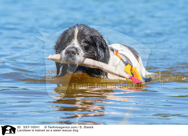 Landseer is trained as a water rescue dog / SST-18541