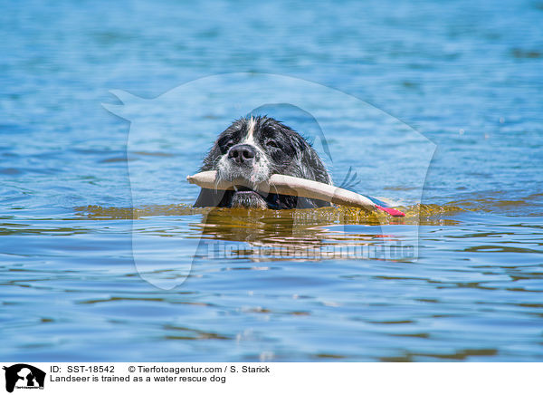 Landseer is trained as a water rescue dog / SST-18542