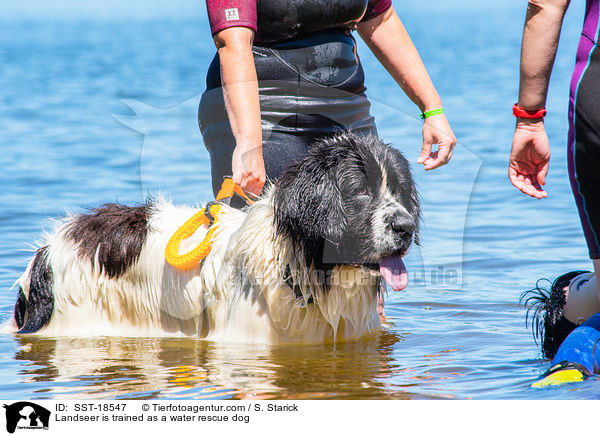 Landseer is trained as a water rescue dog / SST-18547